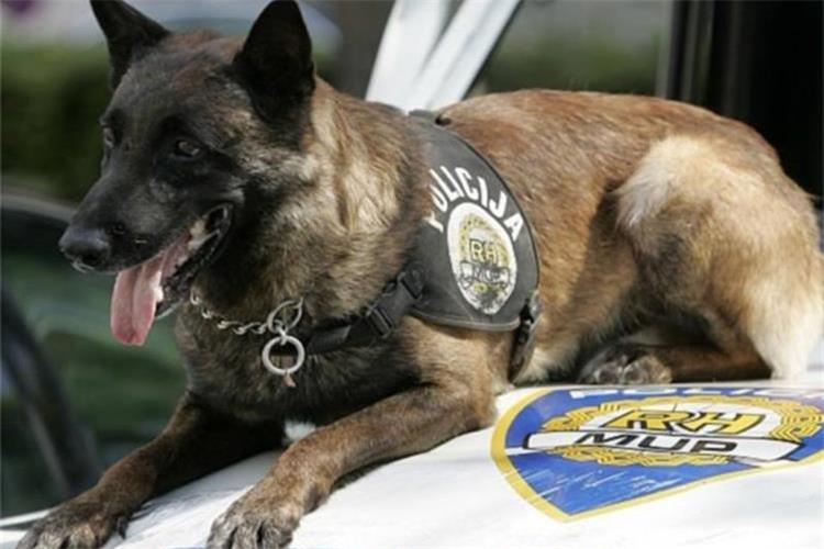 Slika \PU_SK\slike\vijesti\policijski pas.jpg